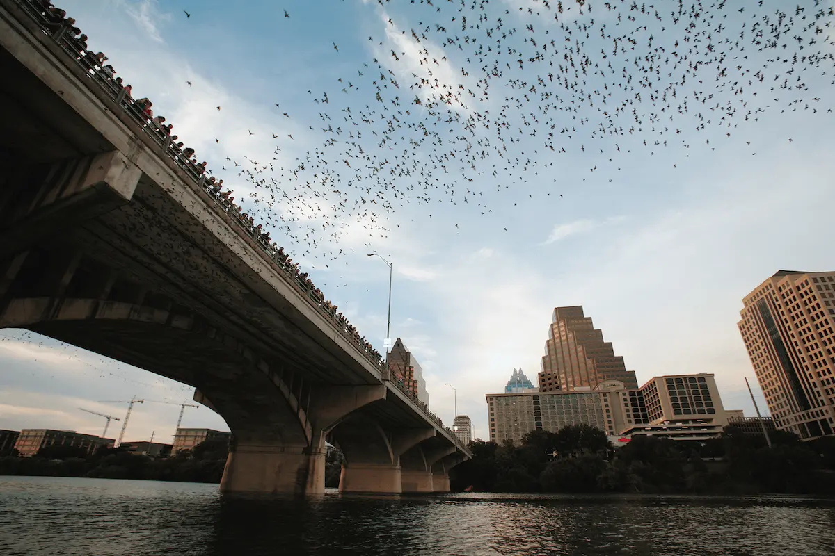 Bats erupting from the Congress Avenue Bridge over Lady Bird Lake at dusk, Austin skyline in background